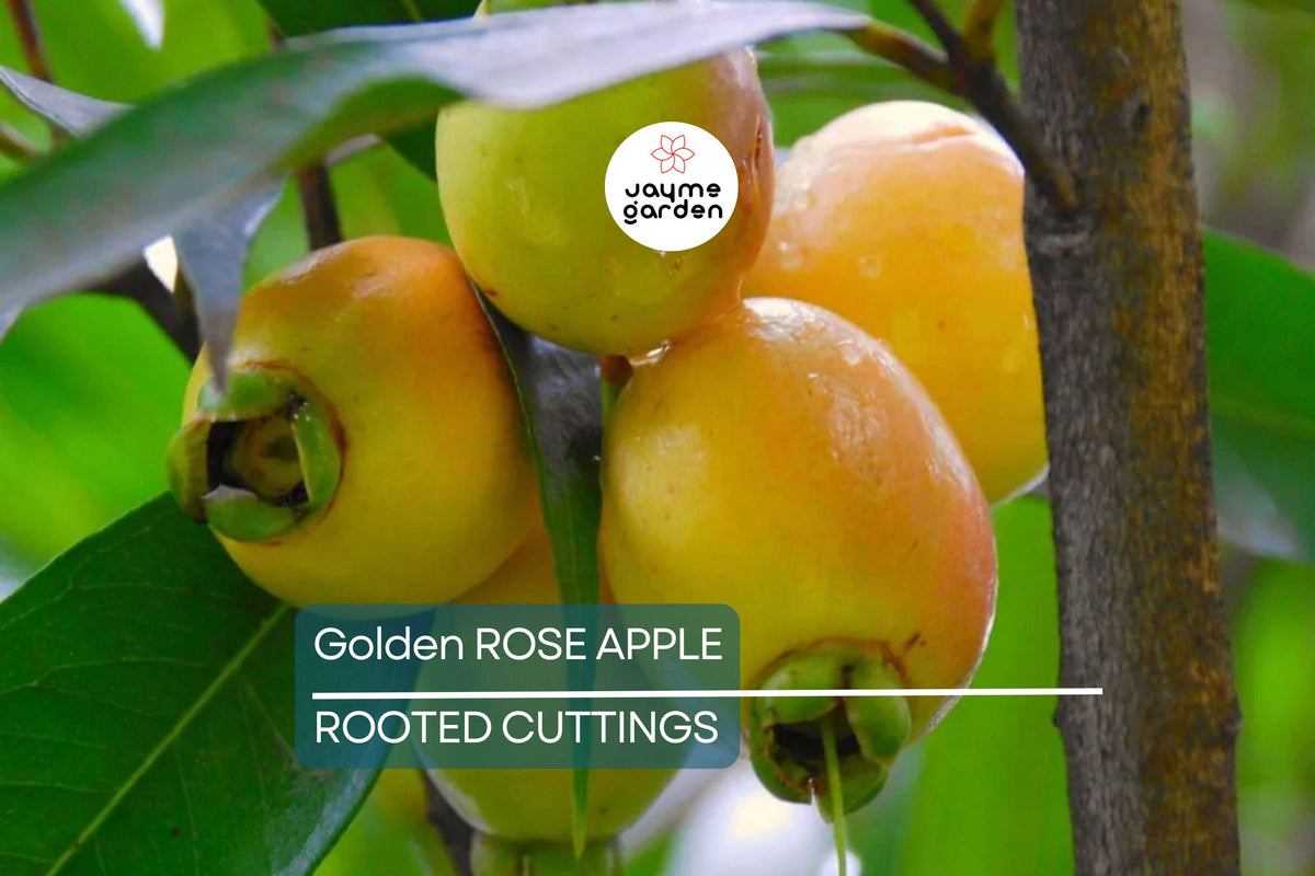Golden Rose Apple Tree Seedling 4”+ Syzygium Jambos Tropical Fruit Fast-Growing Home Garden Plant Easy Care Exotic Flavor