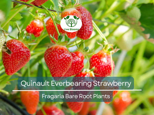 10 Bare Root Quinault Everbearing Strawberry Plants - Fragaria × ananassa - Non-GMO, Heirloom, Sweet, Juicy Berries