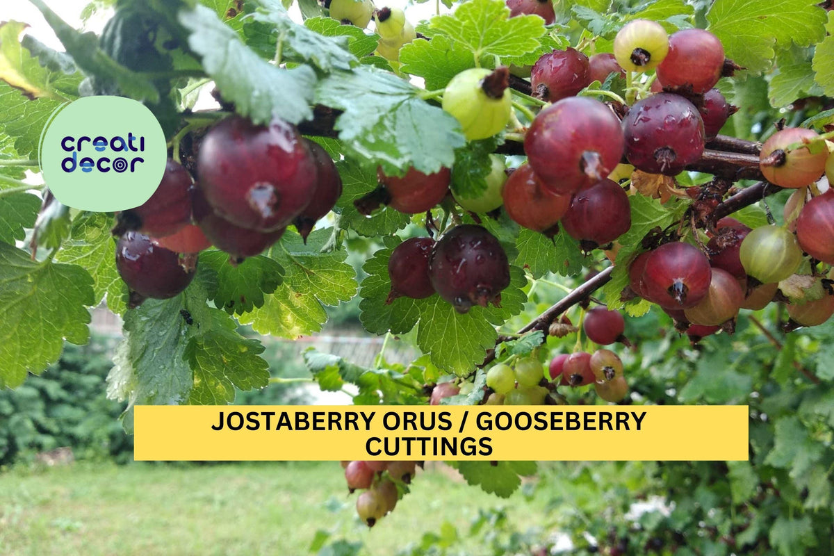 12 Jostaberry Cuttings | Unrooted Gooseberry Currant Hybrid | Ribes nigrum × Ribes uva-crispa ORUS 8 | USA Seller