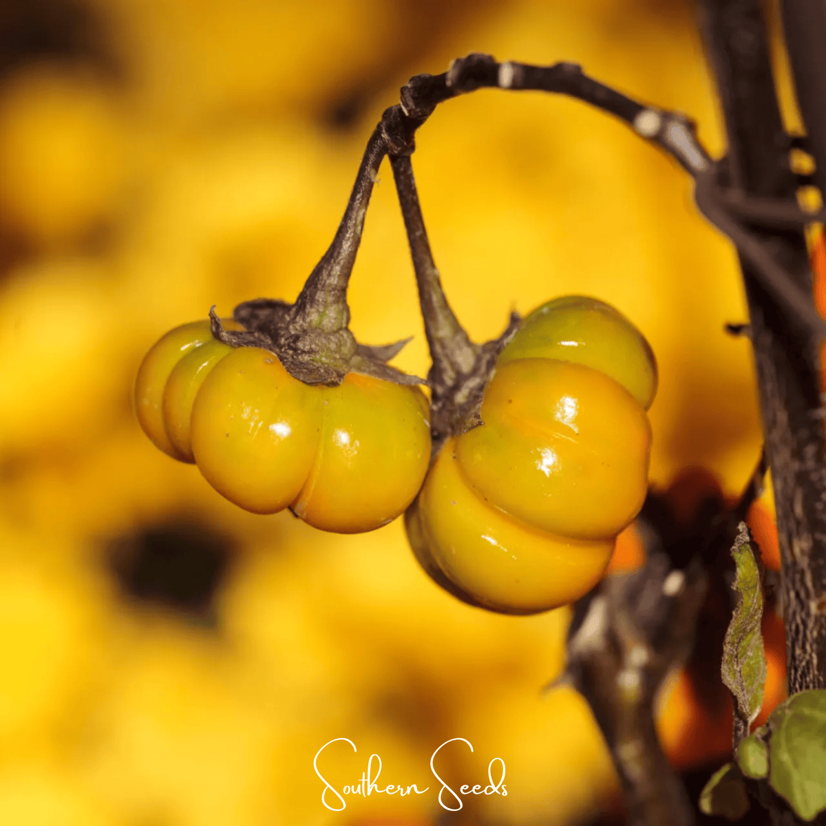 Pumpkin On A Stick Eggplant Seeds - 15 Count - Unique Decorative Vegetable - Solanum melongena