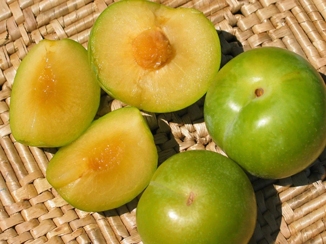 5 Emerald Pluot Scions – Unrooted 3–6" Grafting Cuttings – Plum x Apricot Hybrid – Rare Heirloom Variety for Grafting