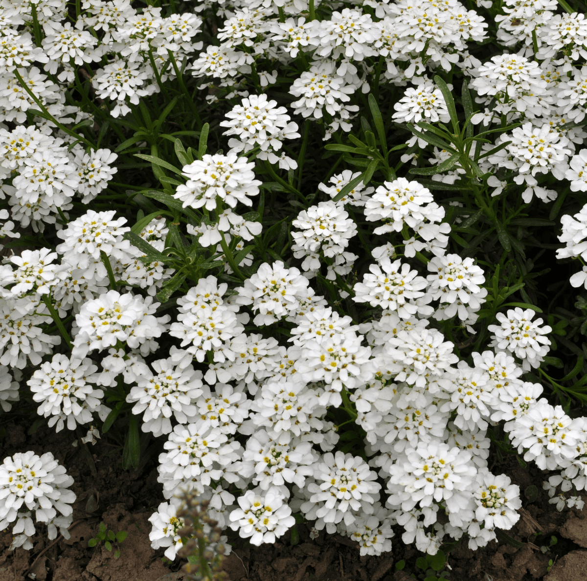 Empress Rocket Candytuft Seeds - 100 Pack - Iberis umbellata - Fast-Growing Flowering Annual for Garden or Container