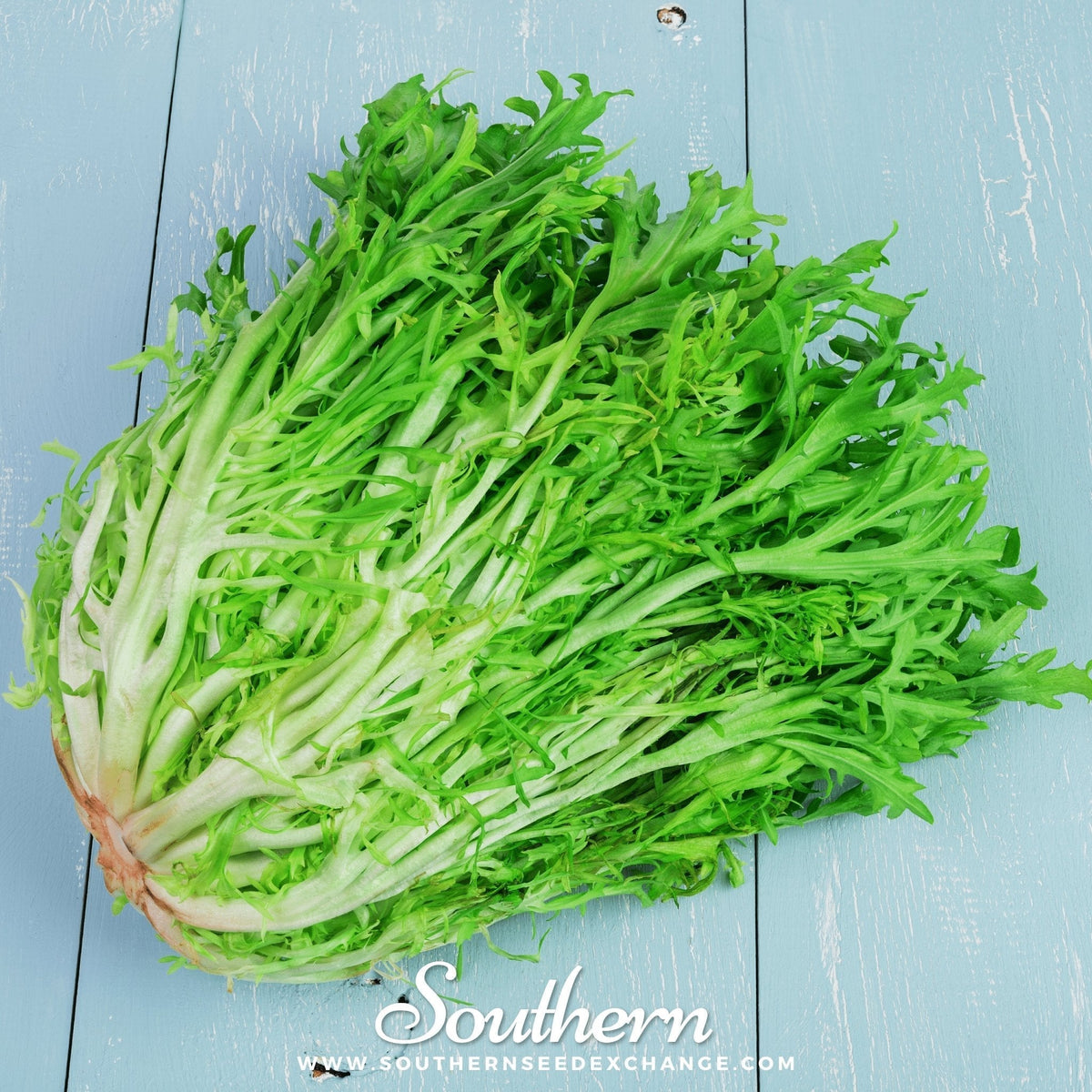 Green Curled Ruffec Endive Seeds - 200 Count - Heirloom Lettuce Variety - Cichorium endivia