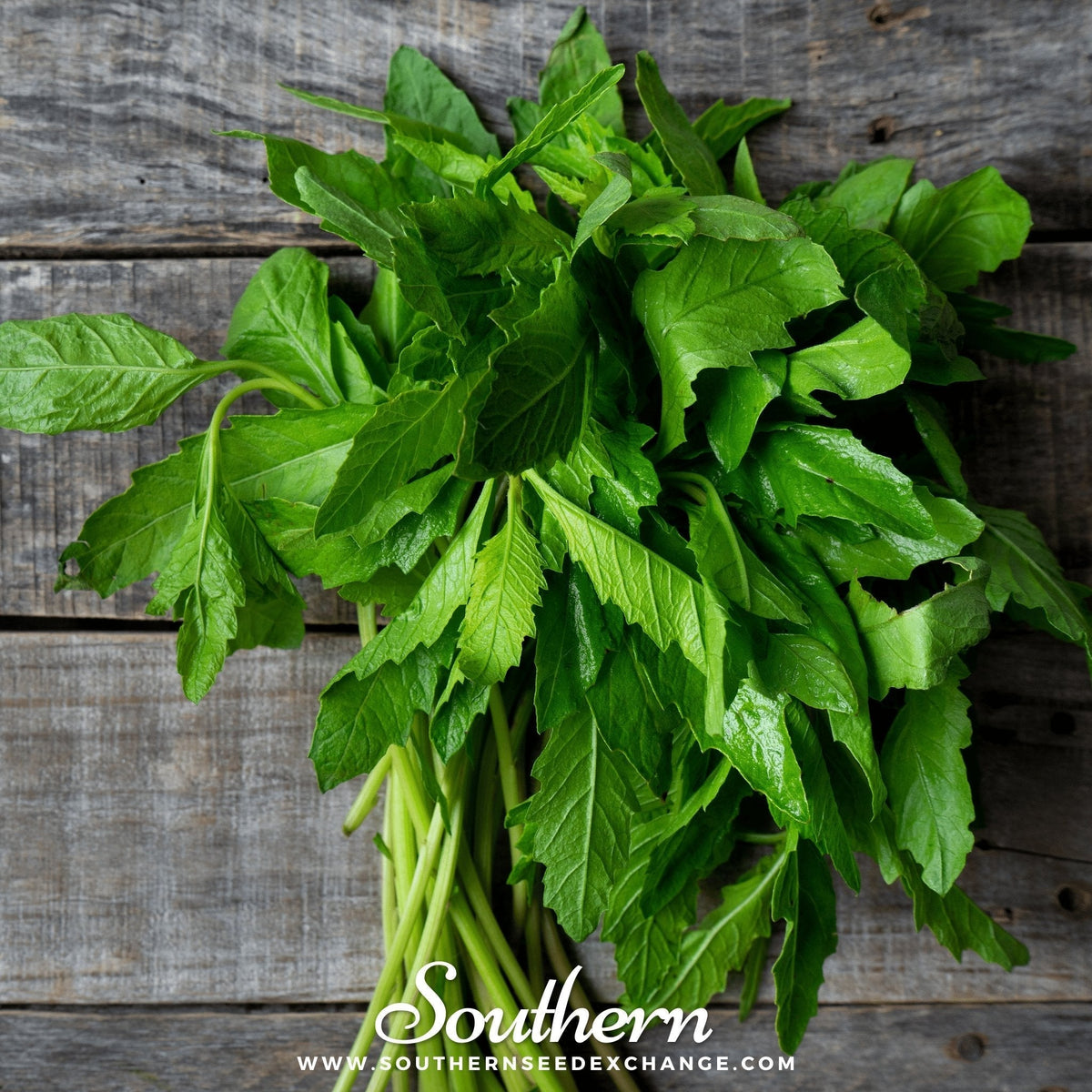 Epazote Seeds - 25 Pack - Aromatic Herb for Cooking - Chenopodium ambrosioides