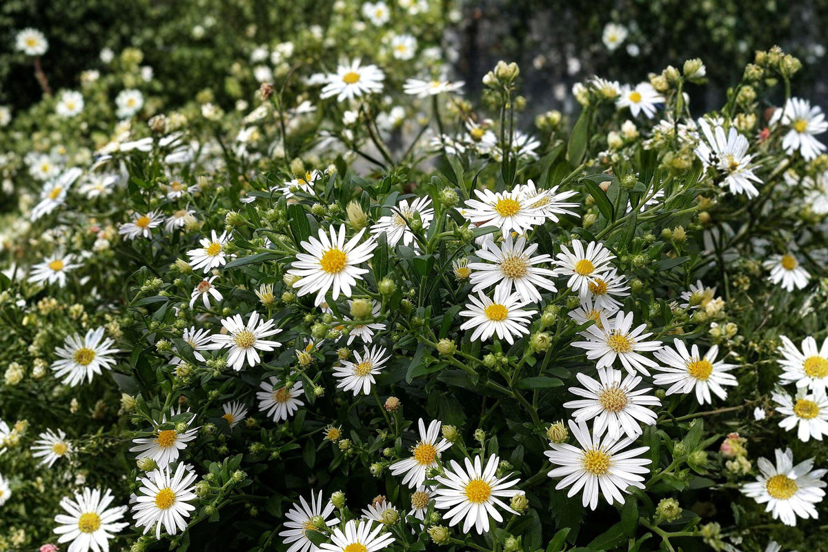 100 Heath Aster Seeds - Symphyotrichum pilosum - Frost Aster - Native Wildflower - Fall Pollinator Plant Seeds