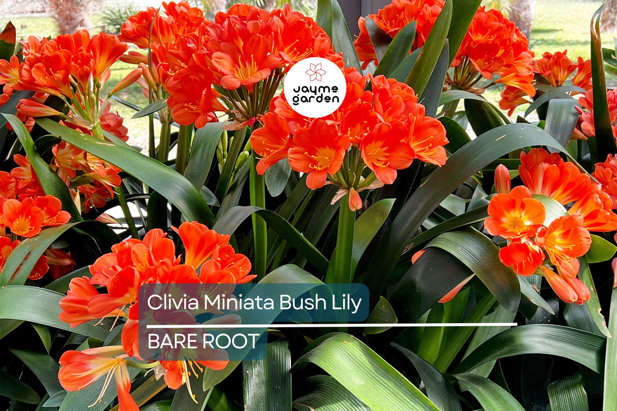 Clivia Miniata Bush Lily Live Plant - Bare Root with 15 Leaves - Orange Blooms - Hardy Perennial for Partial Shade - Tropical Plant