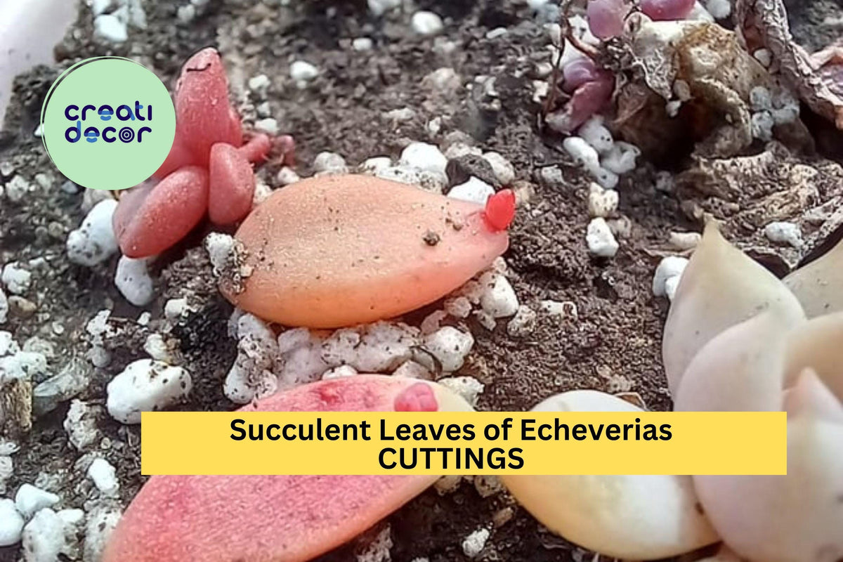 50 Succulent Leaves + 5 Cuttings – Echeveria, Sedum & More – Propagation Starter Set – Mixed Varieties for DIY Garden