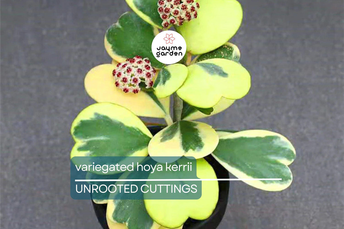Variegated Hoya Kerrii Cutting (Unrooted) - Multiple Nodes for Propagation - Hoya kerrii - Heart-Shaped Leaves - Perfect for Indoor Plant Lovers