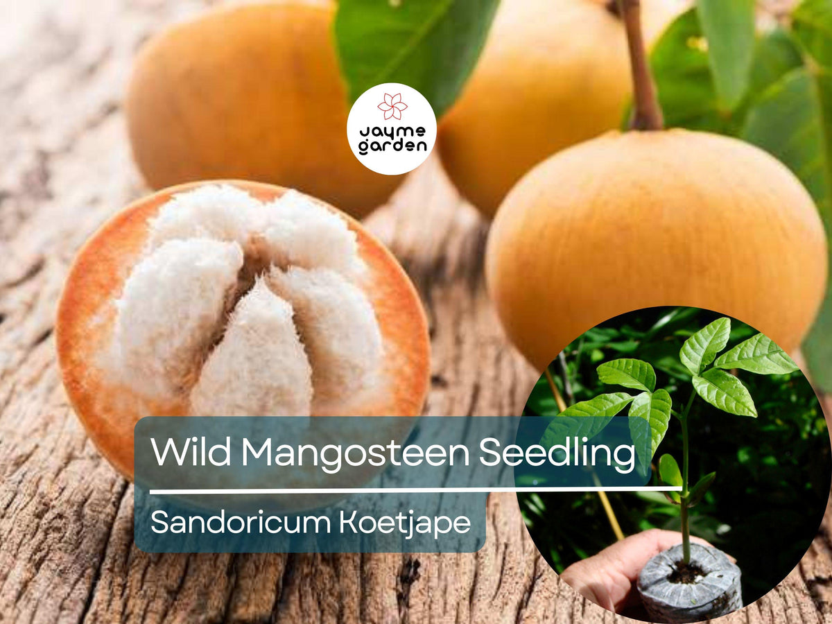 Wild Mangosteen Seedling 1-2' Tall Cotton Fruit Sandoricum Koetjape Live Tropical Fruit Tree for Exotic Gardens