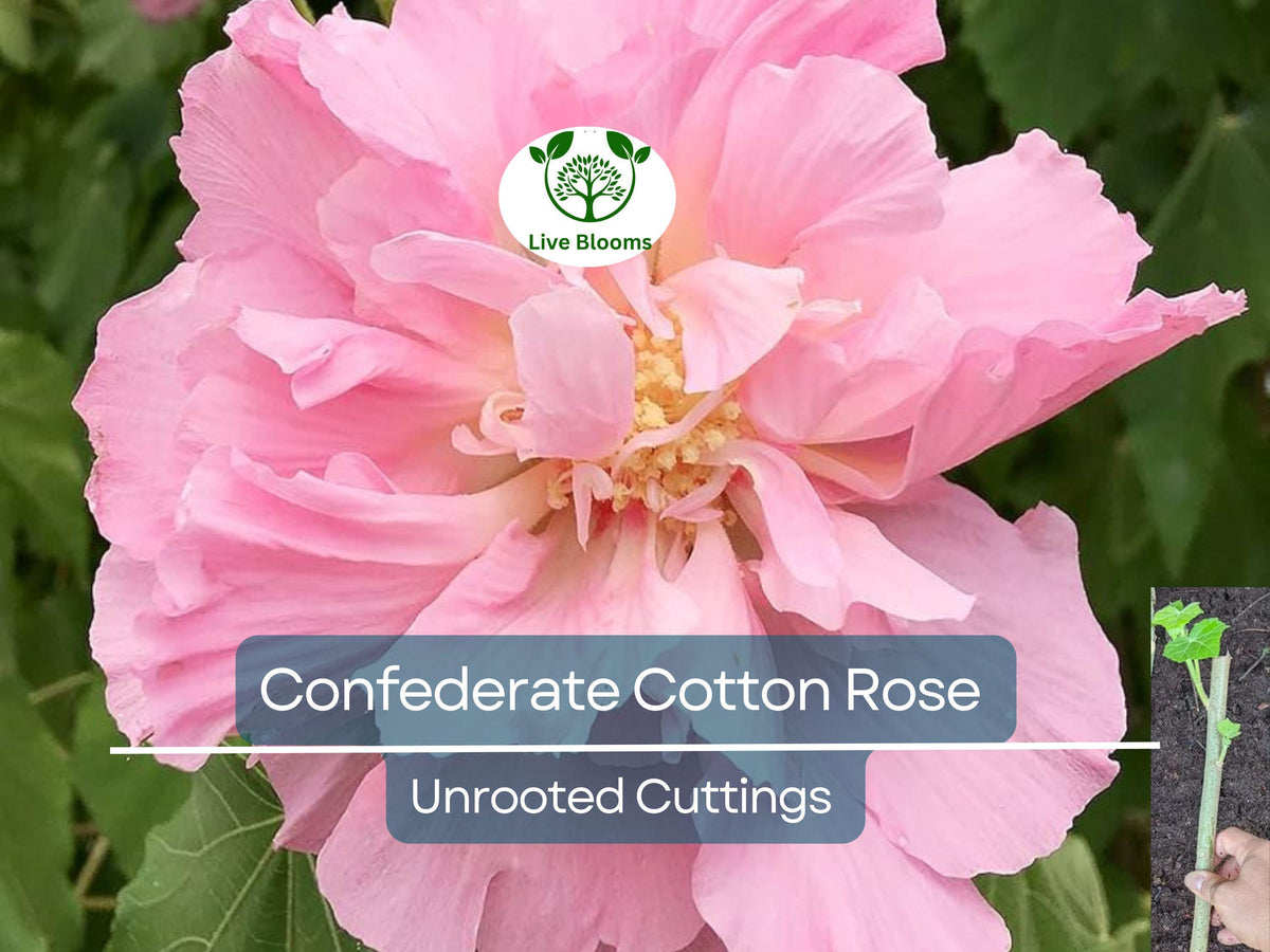 4 Unrooted Cuttings Confederate Cotton Rose, Color Changing Flowers, Hibiscus mutabilis, Hardy Flowering Plant, Garden Shrub