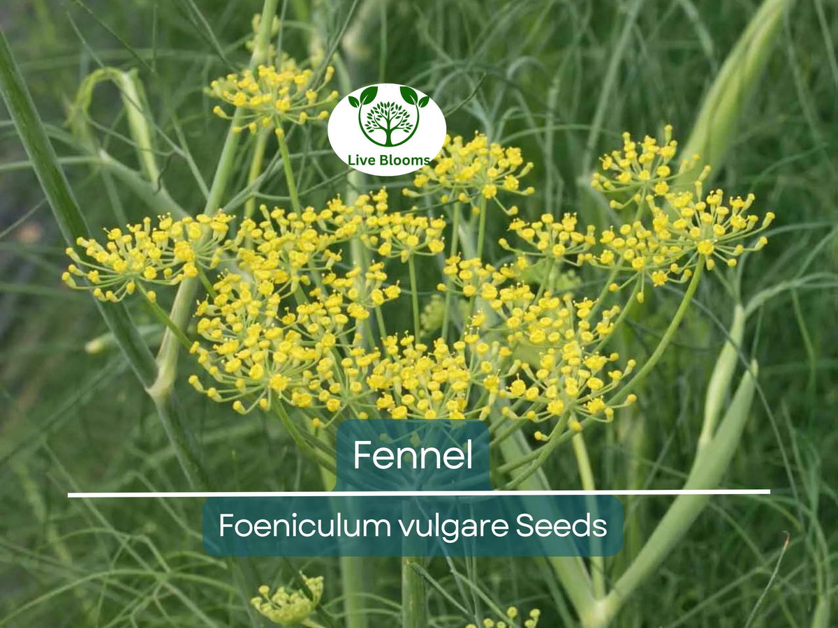200 Fennel Seeds – Aromatic Herb, Perennial, Non-GMO, Swallowtail Butterfly Host Plant, Foeniculum vulgare, Easy to Grow