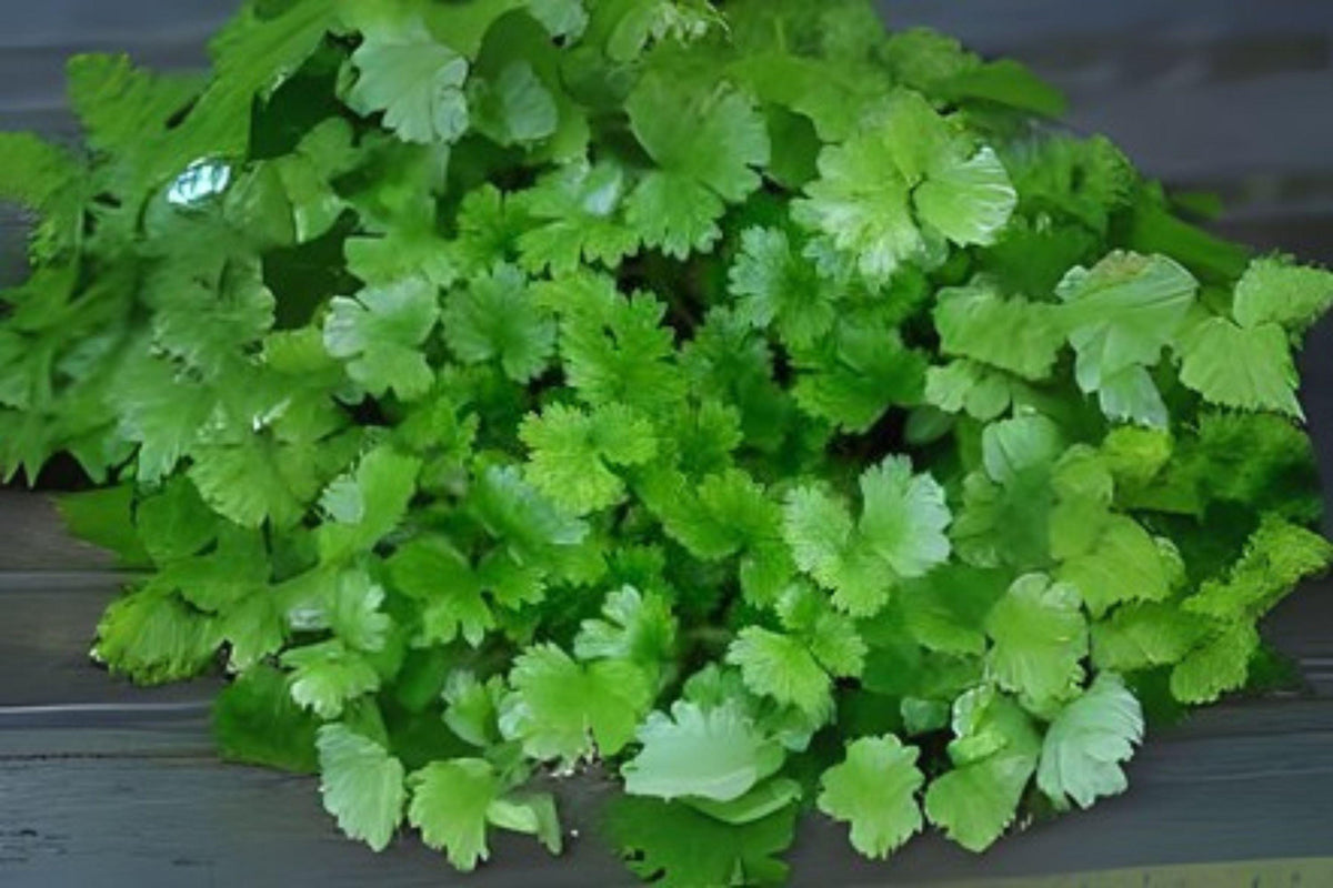 Cilantro Seeds - Fast-Growing Heirloom Coriander Herb - Coriandrum sativum