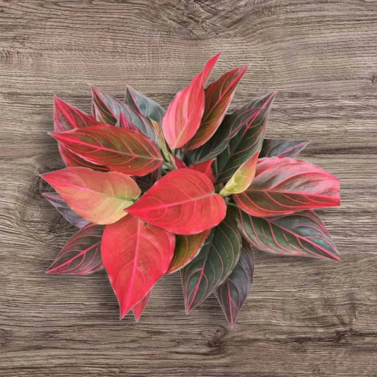 Aglaonema Red Vein Starter Plant - Live Chinese Evergreen, Easy Care Indoor Plant with Colorful Foliage - Air Purifying