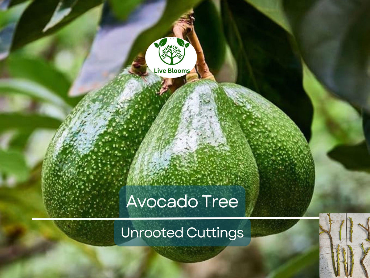 5 Cleopatra Avocado Cuttings, Unrooted Scions, Wax Dipped, Persea americana, Rare Fruit Tree for Grafting, Gardening Supplies