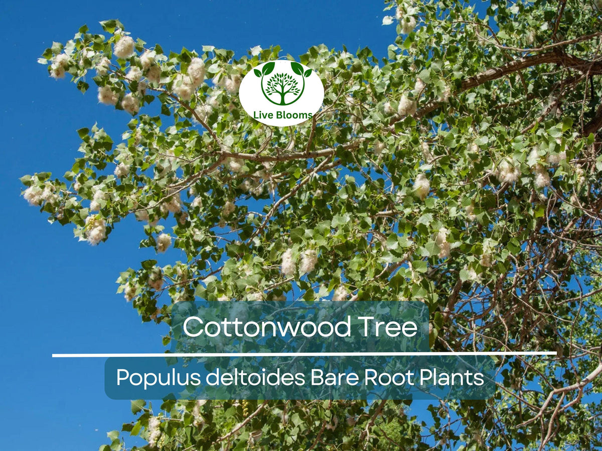 Cottonwood Tree Sapling 1-2 Ft Live Bare Root Plant Populus Deltoides Fast Growing Shade Tree for Large Landscapes