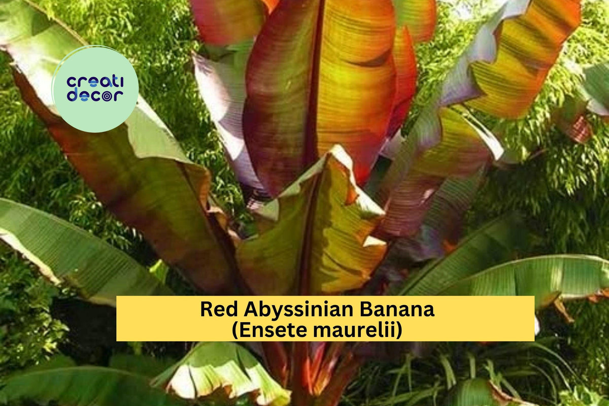 Red Abyssinian Banana Plant | Live Starter | Ornamental Tropical False Banana | Ensete maurelii | Bold Red Green Foliage