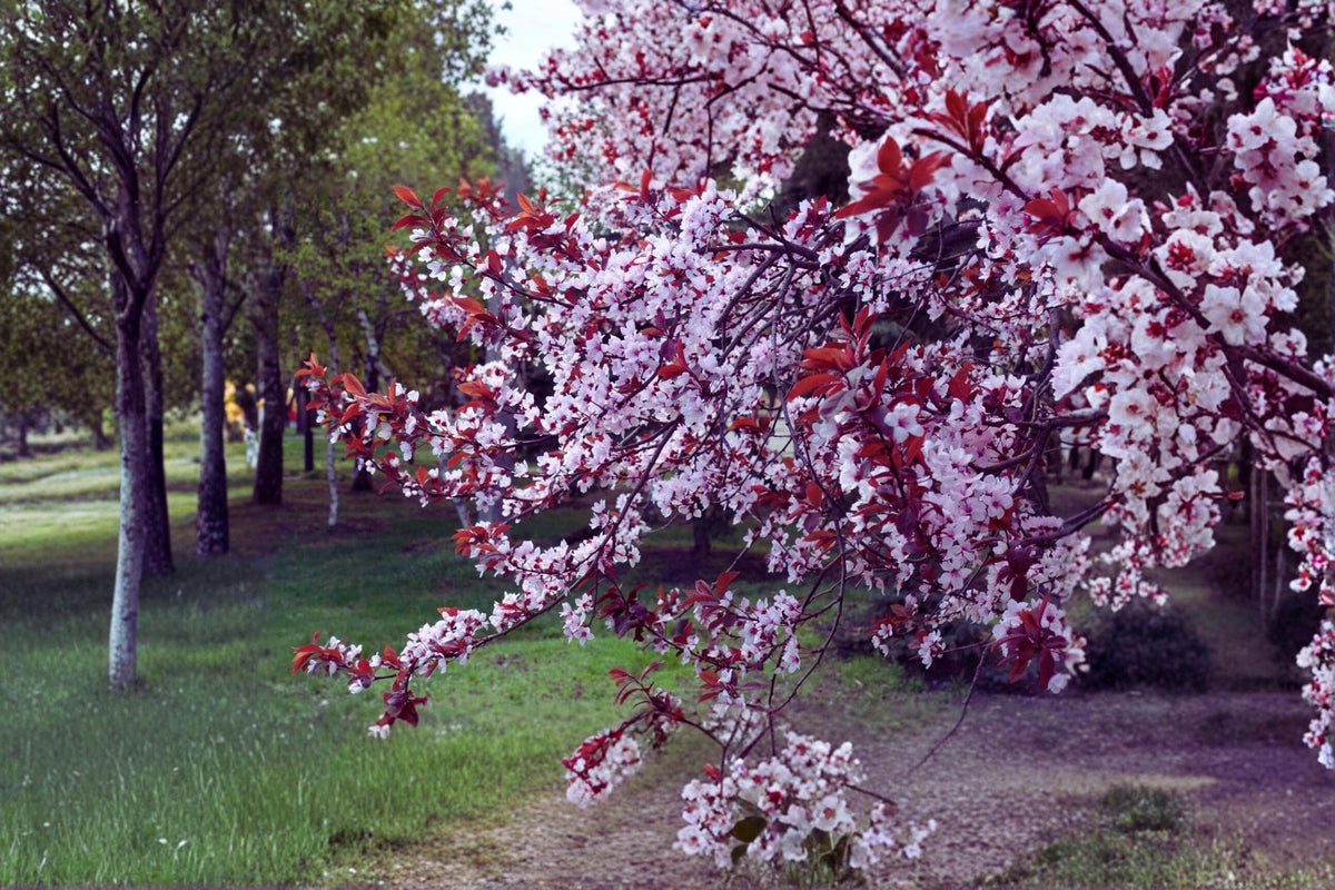 Purple Leaf Plum Tree 2 ft Live Cistena Plum Prunus × cistena Ornamental Deciduous Tree with Deep Purple Foliage