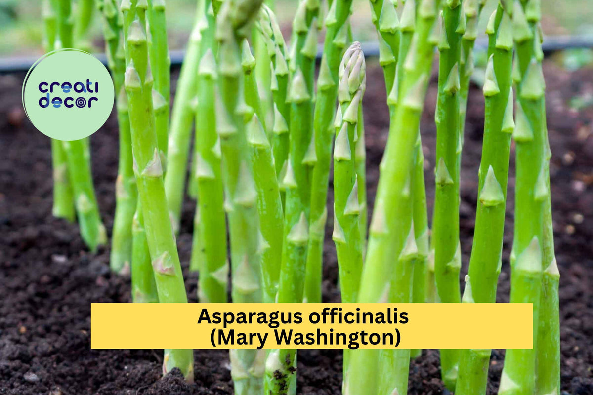 Mary Washington Asparagus Crowns - 25 Bare Root 2-Year Plants - Asparagus officinalis - Hardy Perennial Vegetable