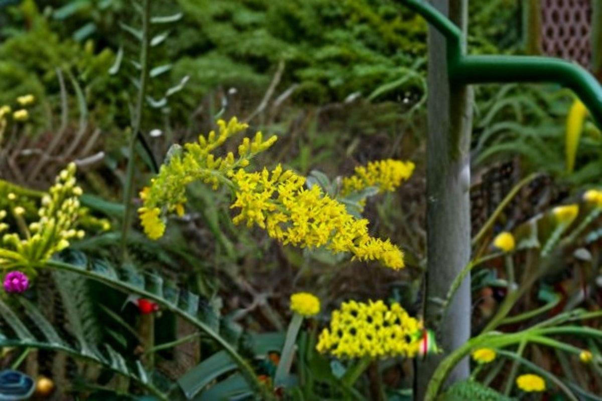 100 Seeds Solidago nemoralis - Old Field Goldenrod, Native Wildflower, Pollinator Perennial, Eco-Friendly Gardening