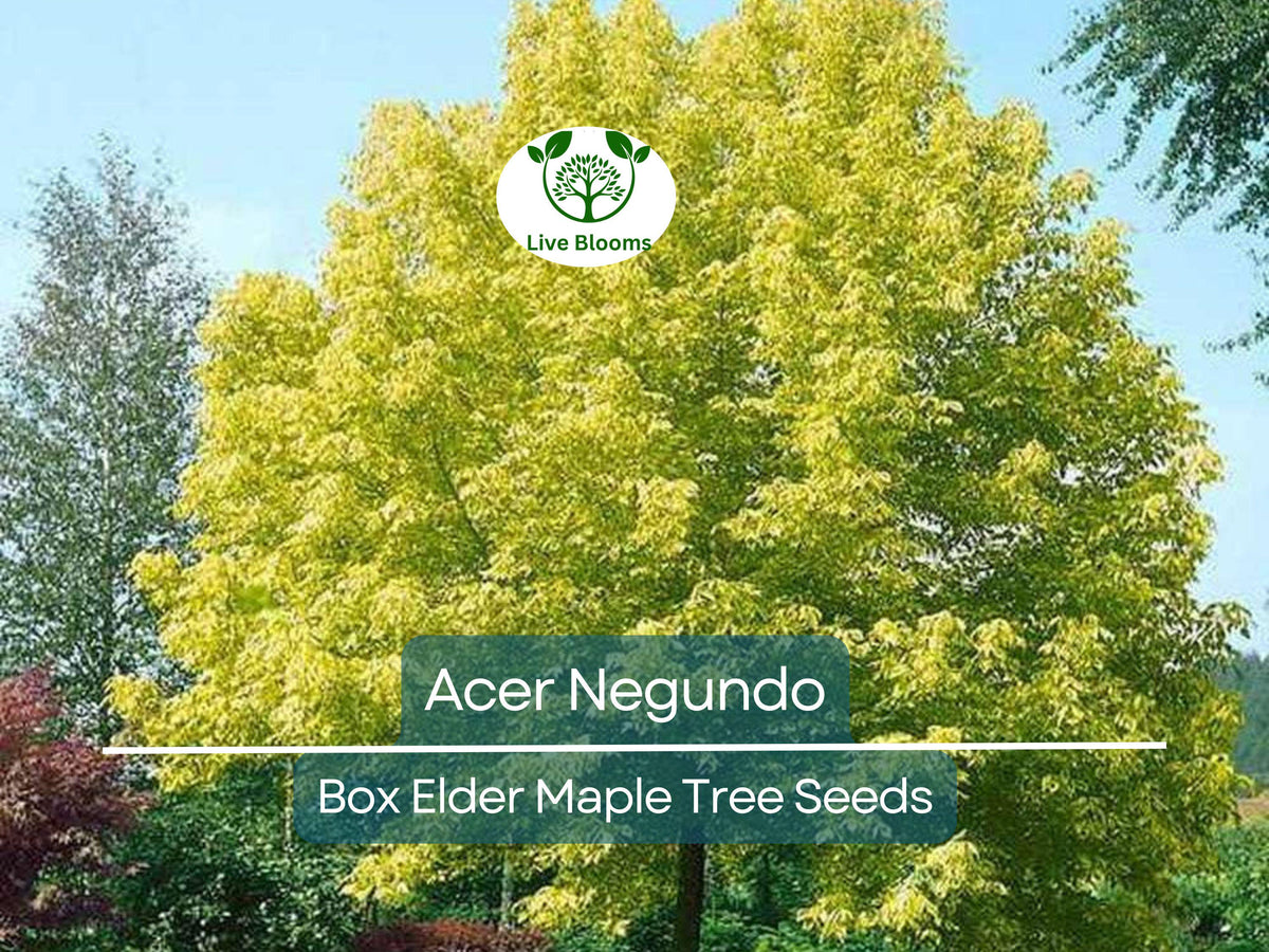 10 Seeds Box Elder Maple Acer Negundo - Fast-Growing Hardy Tree for Shade & Landscaping, Unique Foliage for Gardens