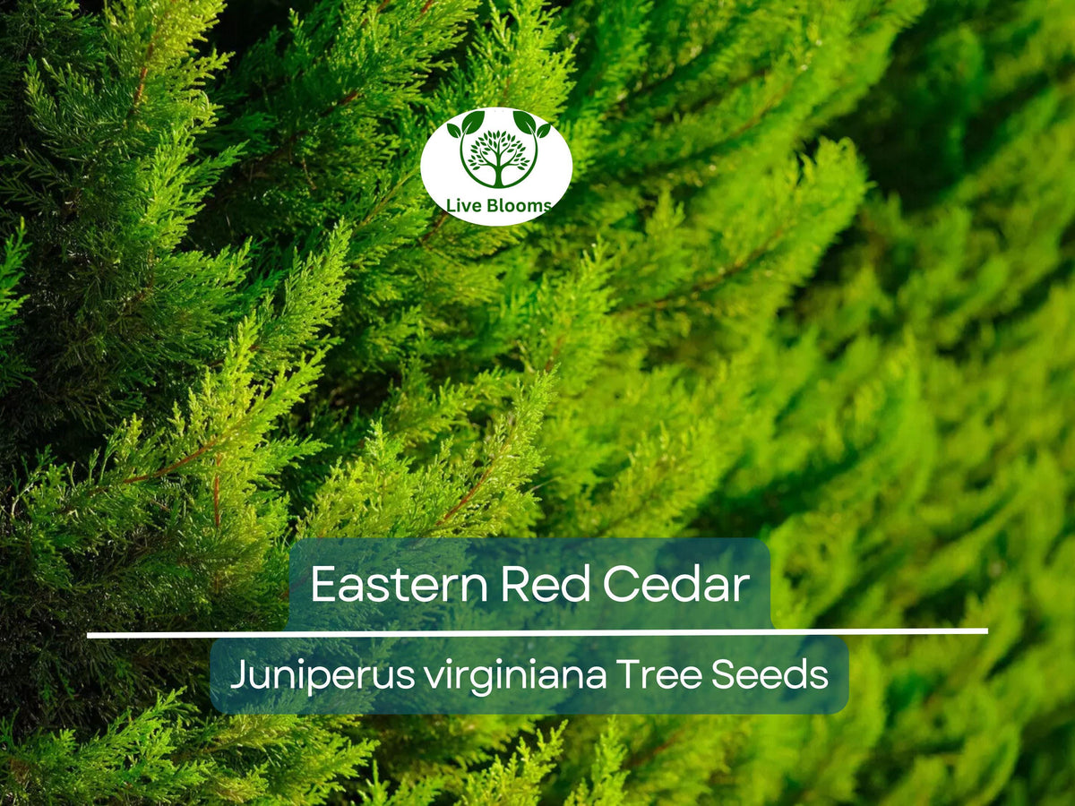 50 Eastern Red Cedar Seeds | Evergreen Hedge Shrub | Juniperus virginiana | Privacy Screen & Landscaping Plant