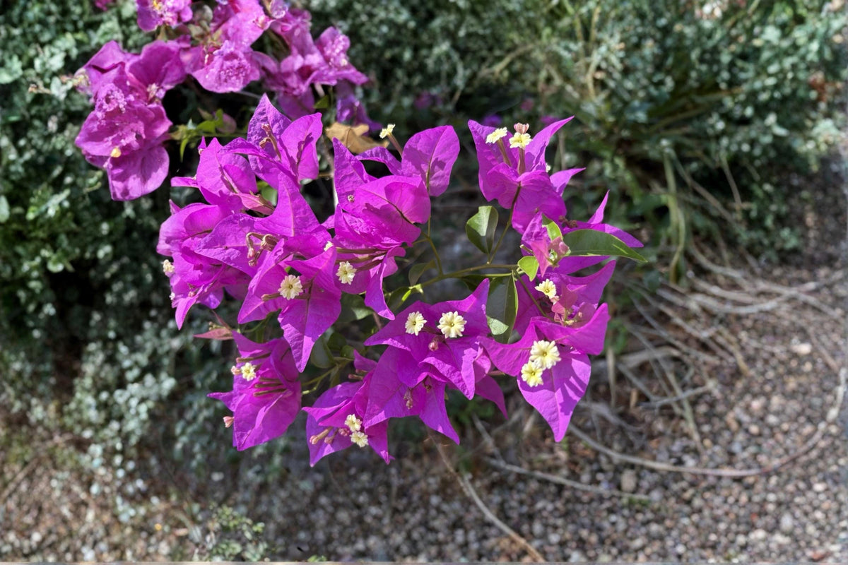 Bougainvillea Cuttings 6-8" Purple Lavender Unrooted Tropical Vine Bougainvillea spp. for Propagation