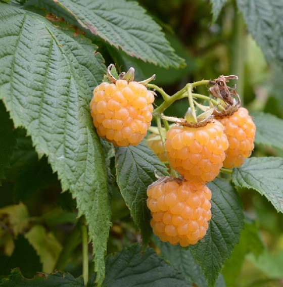 2 Live Bare Root Fall Gold Raspberry Plants | Rubus idaeus | Sweet Yellow Fruit for Garden or Patio