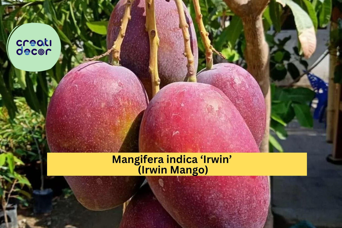 Live Irwin Mango Tree 7-10" - Red Tropical Variety, Sweet Fruit Tree, Mangifera indica ‘Irwin’ for Warm Climates