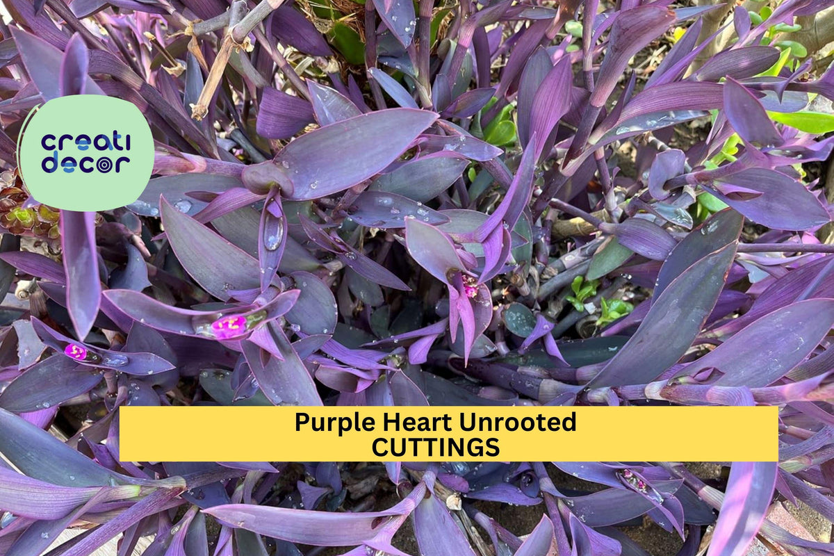 6 Purple Heart Cuttings | Unrooted Tradescantia pallida | Wandering Jew Plant Starters | Bold Purple Foliage