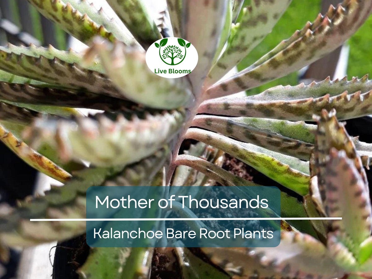 Bare Root Live Succulents - 4 Mother of Thousands - Kalanchoe daigremontiana - Alligator Plant - 2"-3" Starter Plants