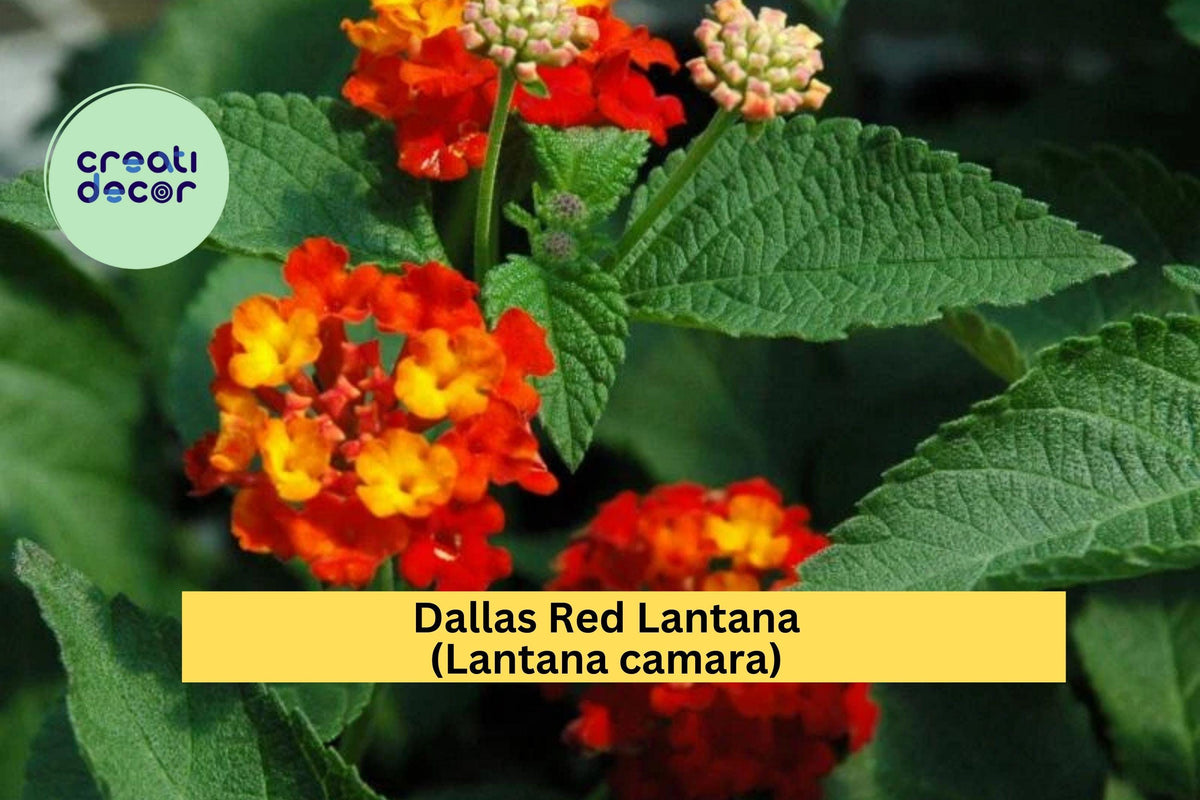 Dallas Red Lantana Plant - 1 Gallon Live Ornamental Shrub with Red-Orange Blooms (Lantana camara) for Butterfly Gardens