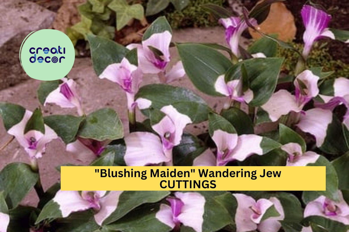 3 Unrooted Blushing Maiden Cuttings – Tradescantia andersoniana | Pink-Purple Vining Houseplant for Pots & Baskets