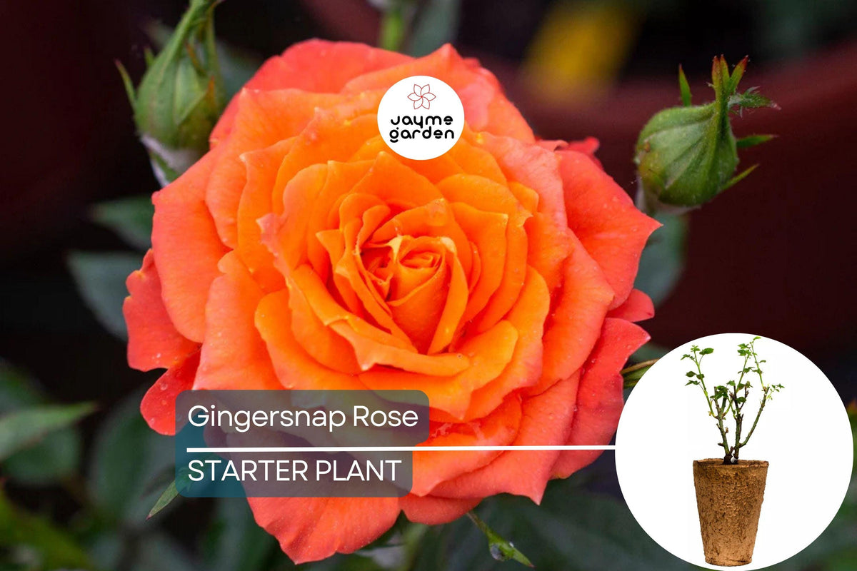 Gingersnap Rose Plant - 1.5 Gal Potted Bright Orange Reblooming Floribunda - Rosa Arosnap - Pesticide-Free, Fragrant, Zones 5-10