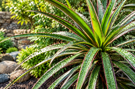 "5 Live Unrooted Dragon Tree Cuttings - Dracaena Marginata for Indoor Houseplant Propagation - Green Leaves with Red Edges"