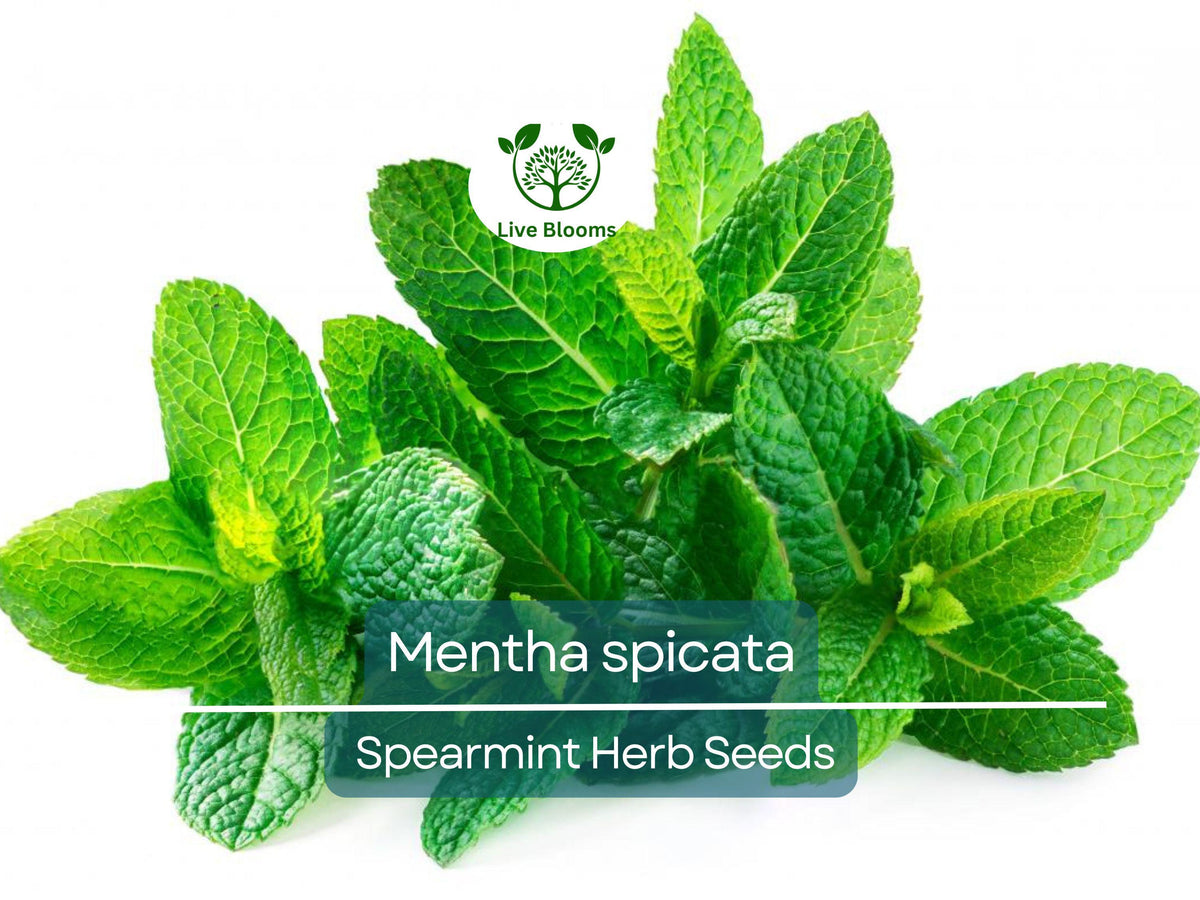 Spearmint Herb Seeds 30 mg - Mentha spicata - Fresh Culinary Mint for Tea & Cooking - Easy to Grow, Perfect for Gardens & Containers