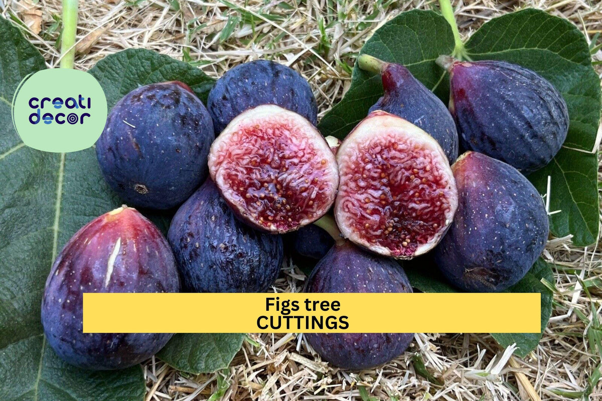 2 Ficus carica Cuttings | Burgan UKN Fig Tree | Rare Edible Fruit Variety | Fresh Unrooted Wood for Rooting