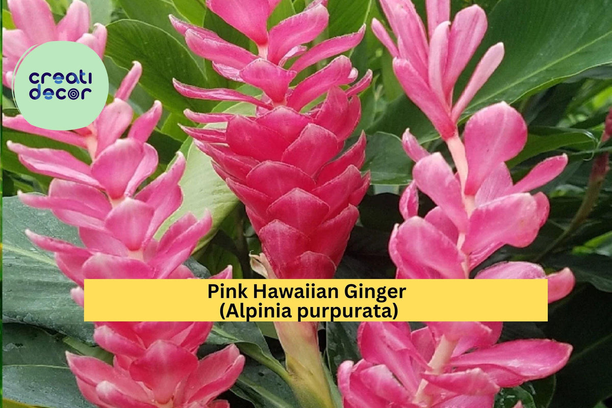 Pink Hawaiian Ginger Live Roots, Tropical Flowering Plant, Alpinia purpurata, Vibrant Pink Blooms, Garden or Patio Decor
