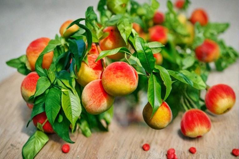 California Peach Cuttings 7 Pack 6" Unrooted Prunus persica - Deciduous Fruit Tree with Pink Blossoms, Perfect for Orchards