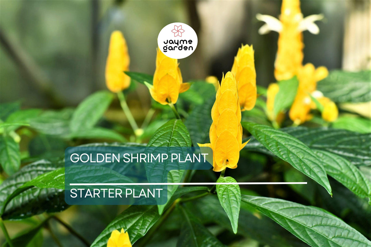 Golden Shrimp Plant Starter - Justicia brandegeana, Yellow Blooms, Easy Care Shrub Seedling for Indoor/Outdoor, USDA Zones 9-11