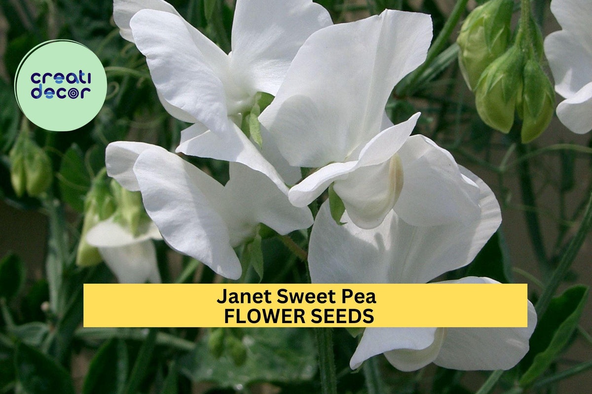 Sweet Pea Seeds - 50+ Soft Pink Ruffled Blooms for Climbing Vines, Trellises & Bouquets - Lathyrus odoratus