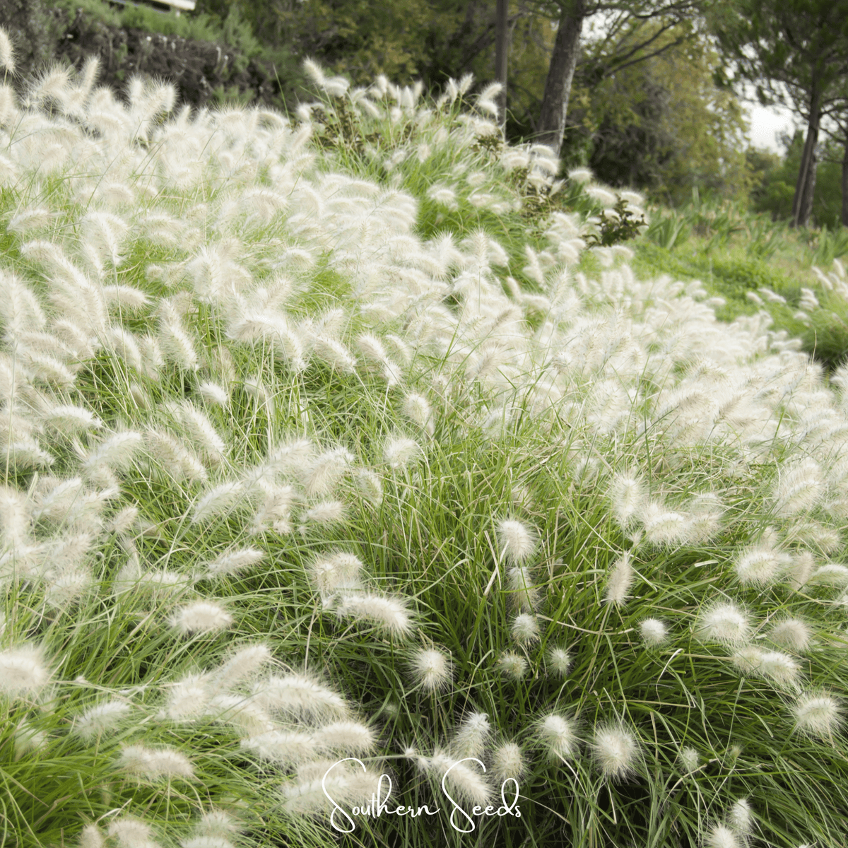 Feathertop Grass Seeds - 25 Seeds - Unique Ornamental Plant - Pennisetum villosum