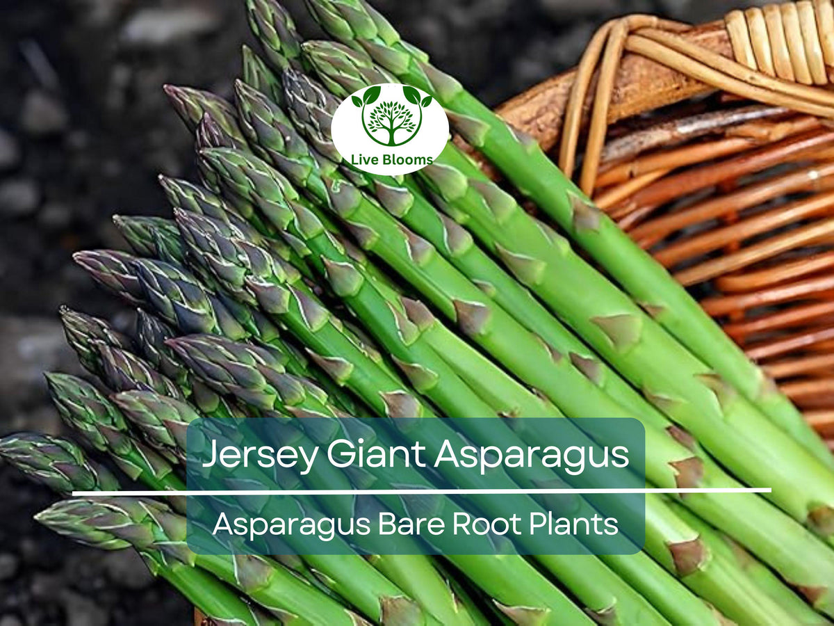 25 Jersey Giant Asparagus Crowns - 2 Year Bare Root - Cold Hardy Perennial Veg Plants - Asparagus officinalis
