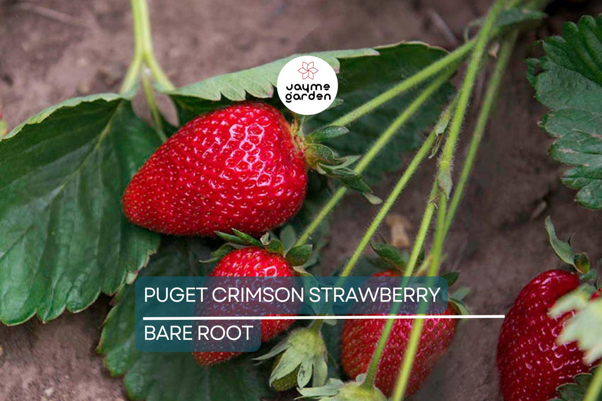 10 Bare Root Puget Crimson Strawberry Plants | Large Berries, Sweet Flavor, High Yield | Fragaria × ananassa 'Puget Crimson'