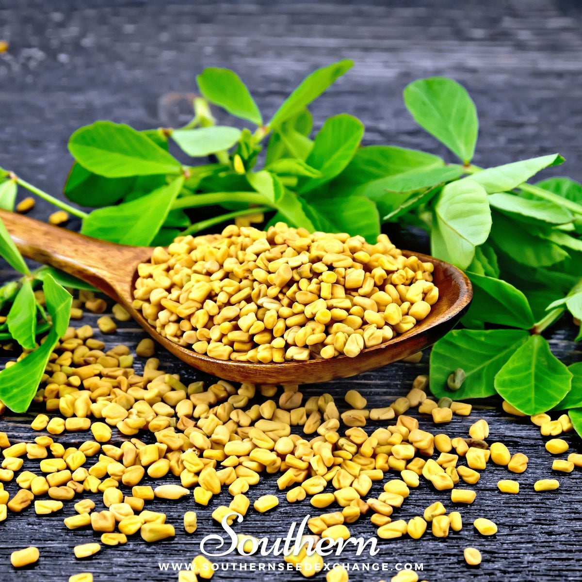 Fenugreek Seeds - 50 Pack - Trigonella foenum-graecum - Culinary Herb, Medicinal Plant, Organic Gardening