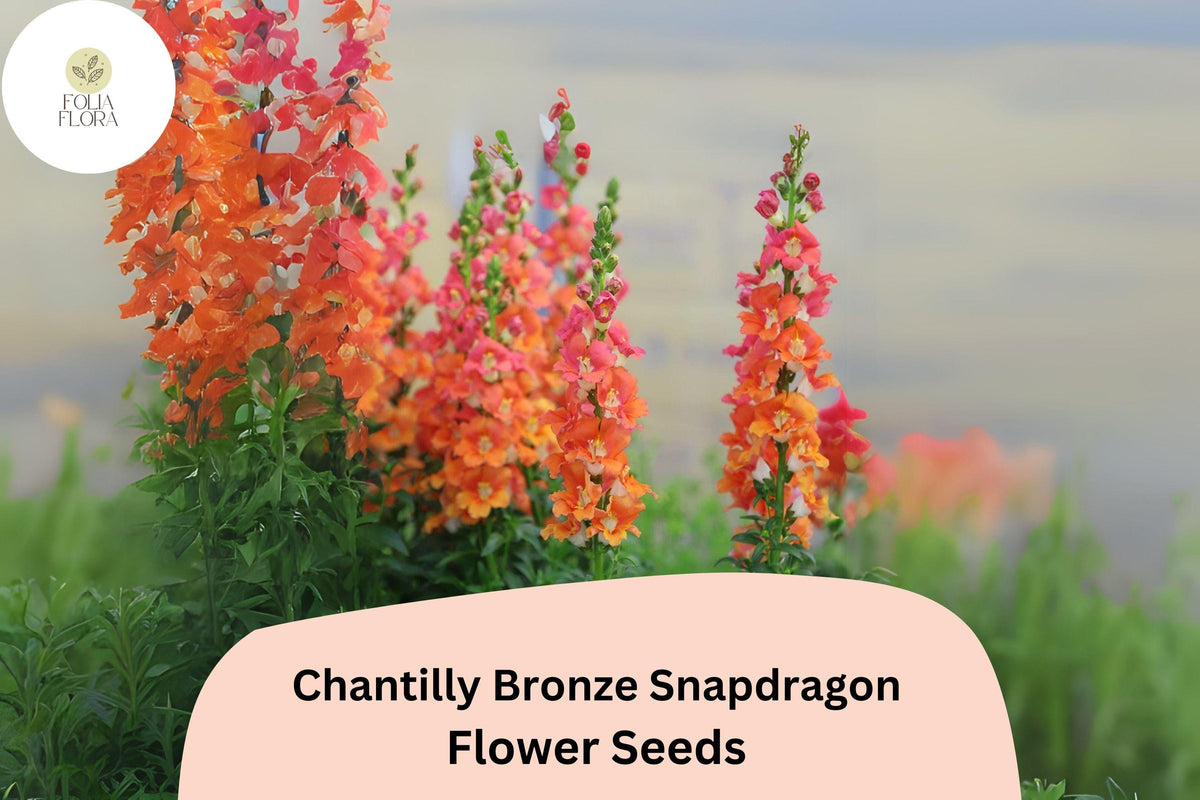 Chantilly Bronze Snapdragon Seeds | 1000+ Seeds | Antirrhinum majus | Warm Bronze & Peach Blooms | Tall, Pollinator-Friendly
