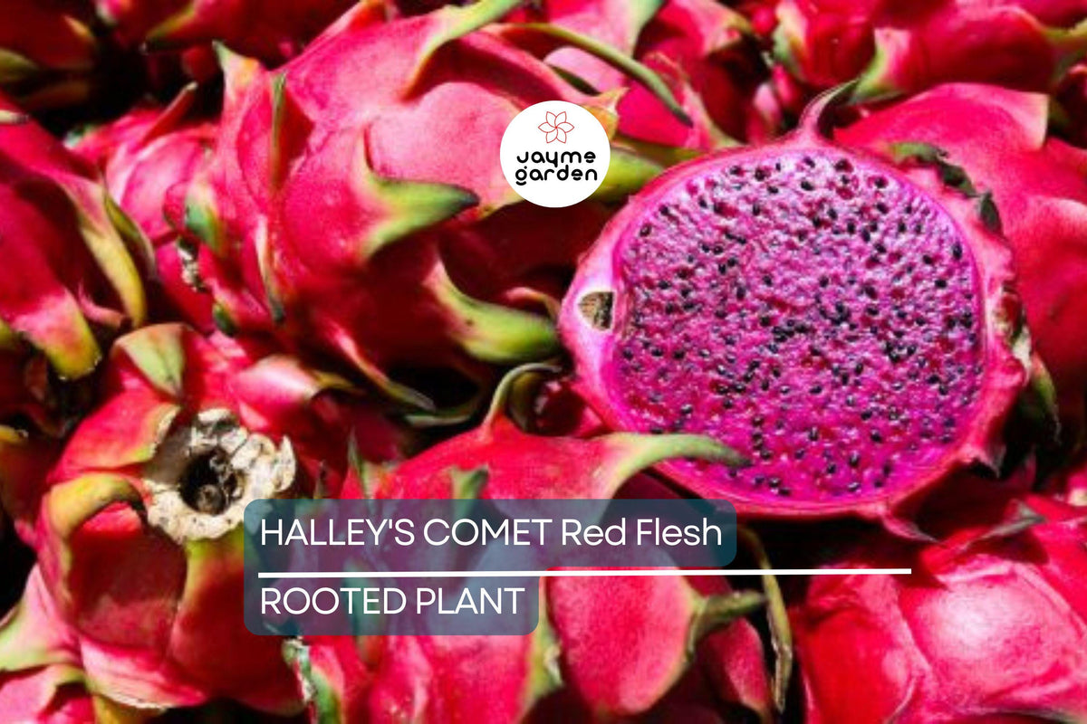 Halley’s Comet Dragon Fruit Plant 4-7” - Hylocereus Undatus, Red Flesh, Climbing Cactus, Hardy to 32°F, Home Garden Fruit Plant