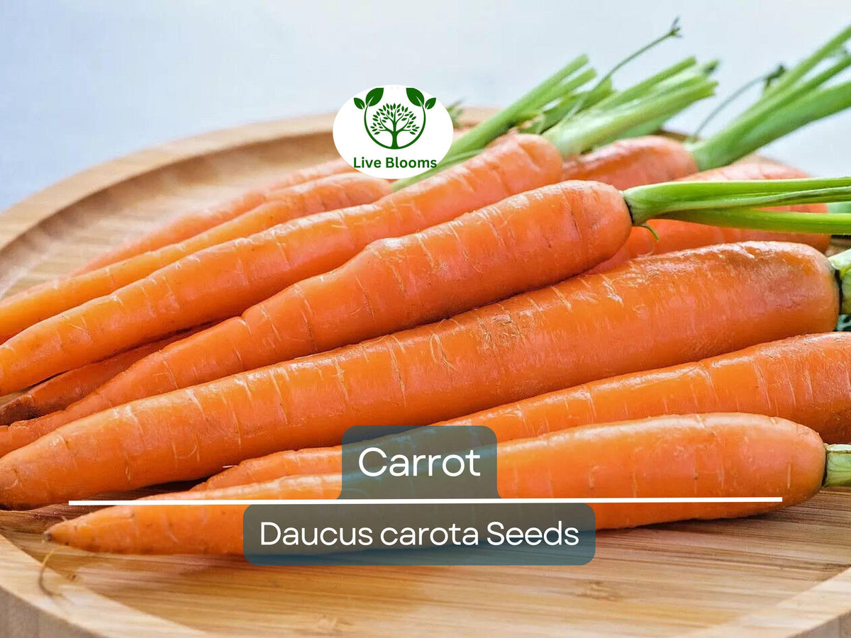 Bulk Carrot Seeds 1250 Count | Organic Non-GMO Daucus carota | Microgreens for Sprouting & Planting | Fresh Home Garden Supply