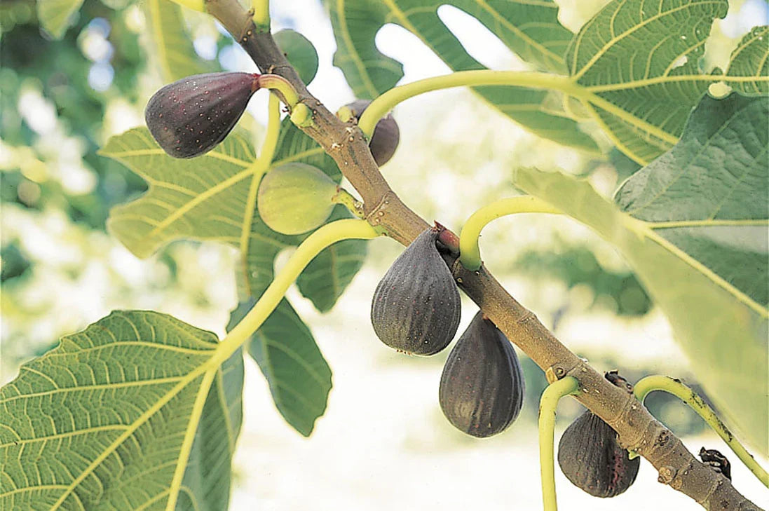 Violette de Bordeaux Fig Tree – Bare Root Starter Plant – Self-Fertile, Compact Dwarf Variety – Ficus carica – Sweet Dark Fruit