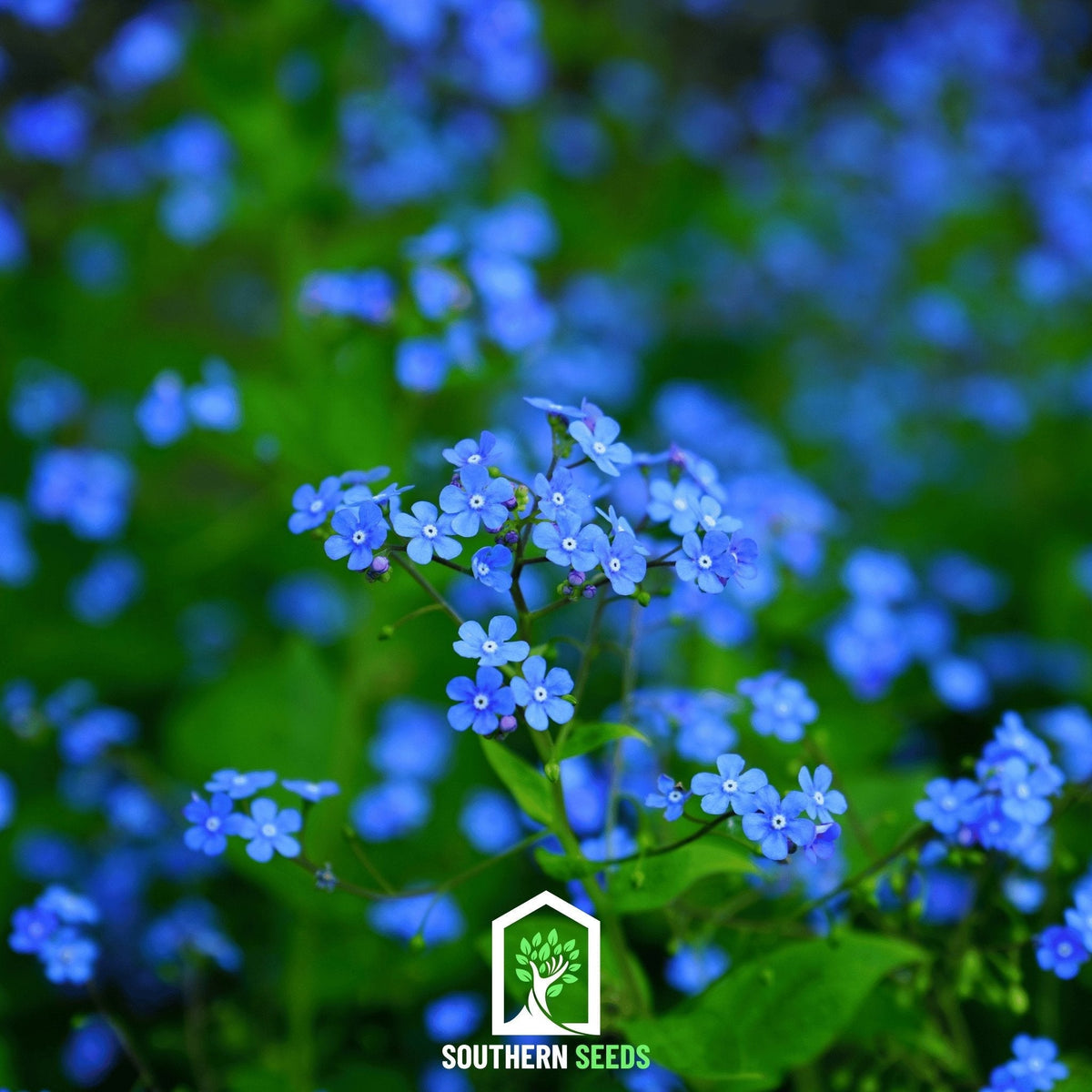 Forget Me Not Seeds - 100 Pack - Myosotis Sylvatica - Blue Flowering Perennial Garden Seeds