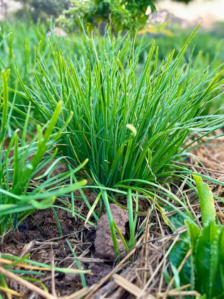 20 Organic Garlic Chives Plants Bare Root - Allium Tuberosum - Fresh Culinary Herb Starters for Garden or Pots